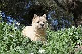 CAIRN TERRIER 082